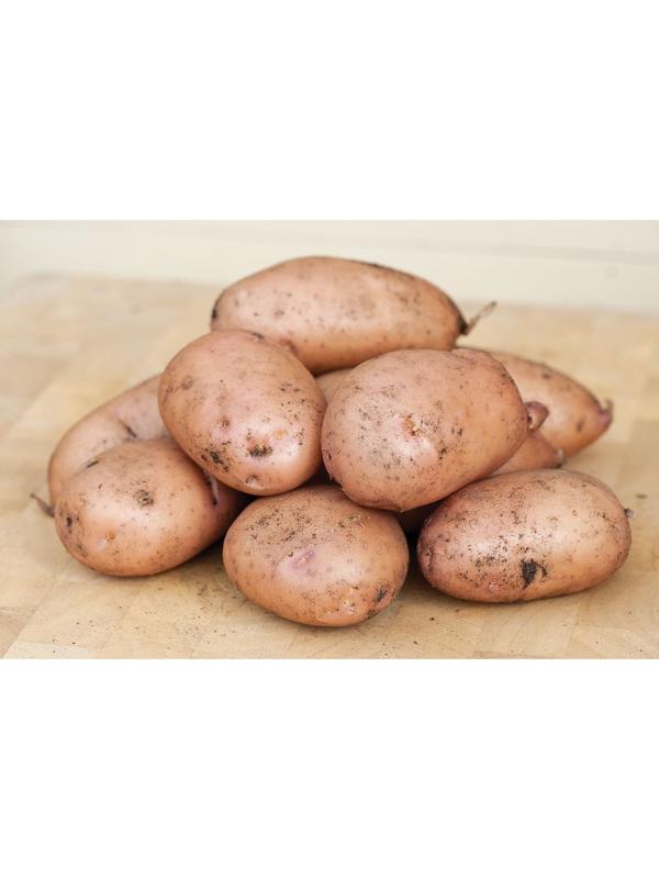 Семенной картофель 