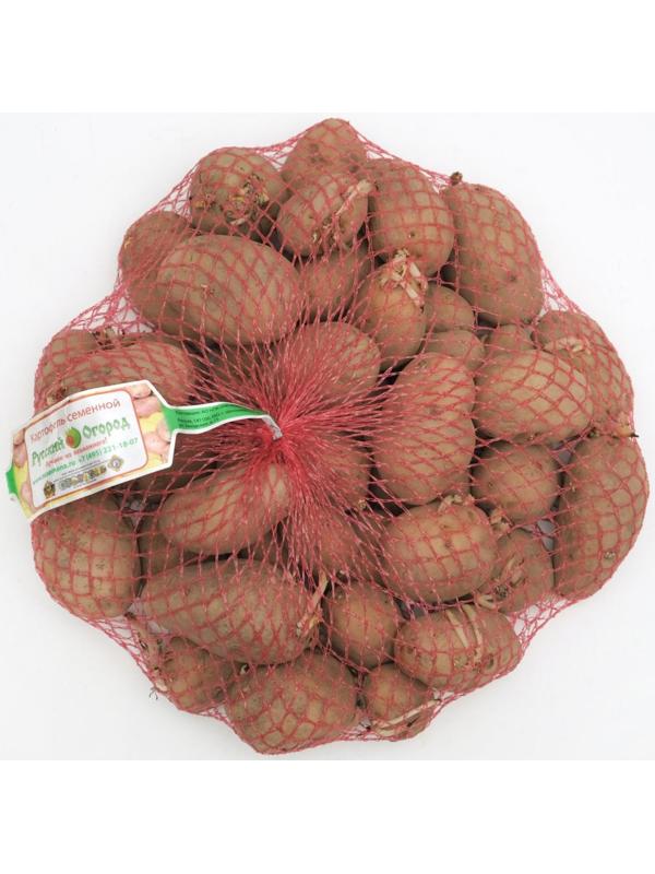 Семенной картофель 