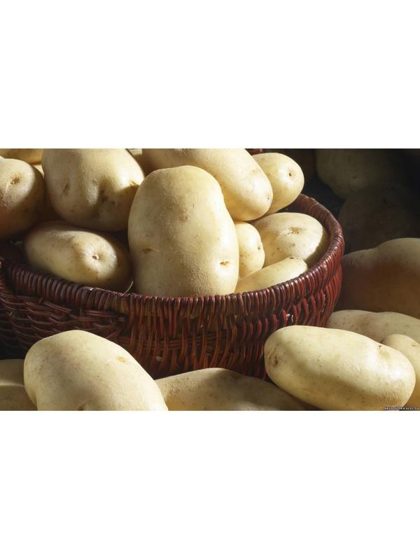 Семенной картофель 