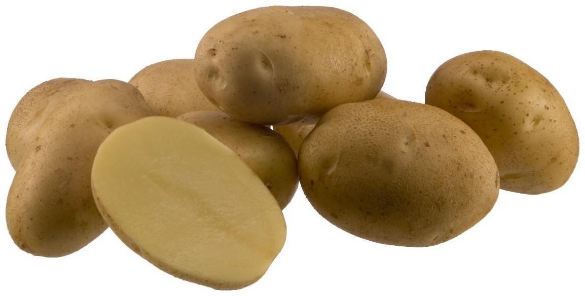 Семенной картофель 