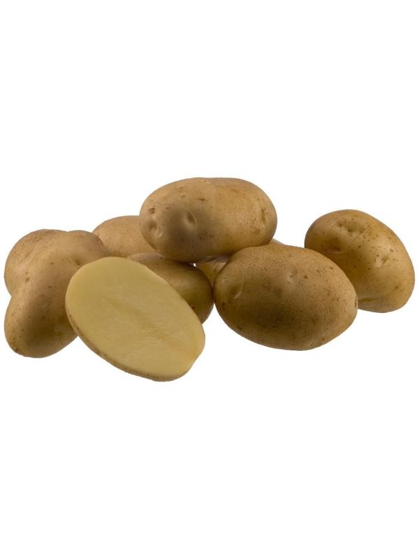 Семенной картофель 