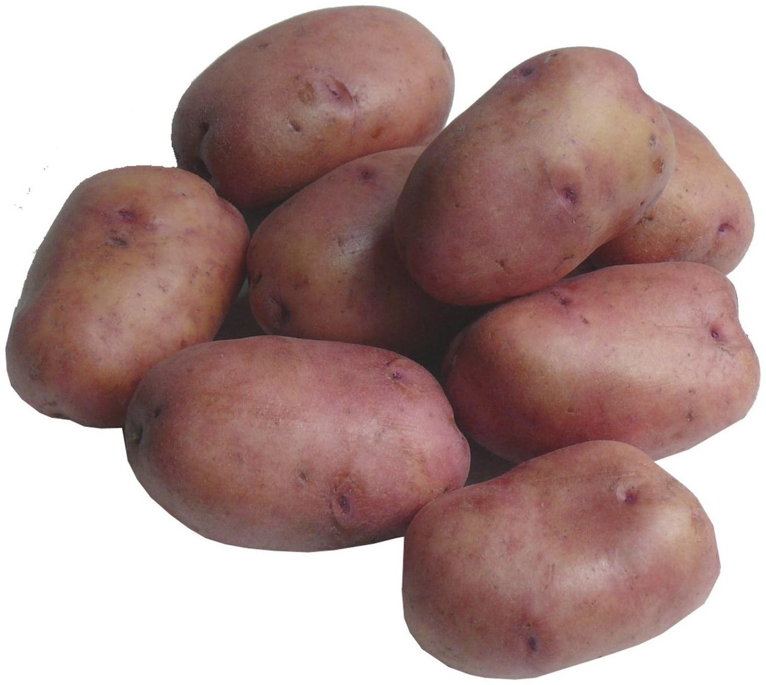 Семенной картофель 