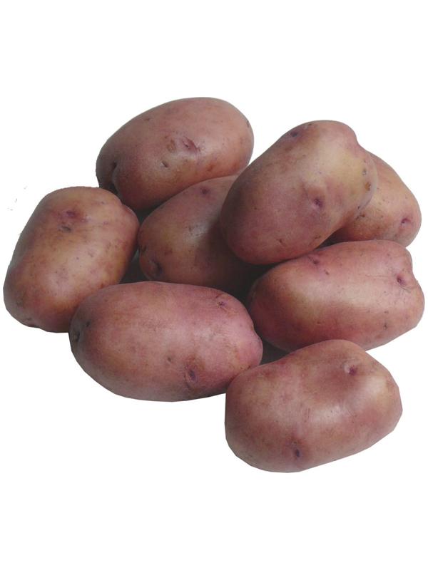 Семенной картофель 