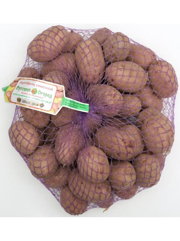 Семенной картофель 