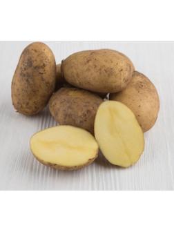 Семенной картофель 