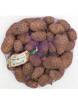 Семенной картофель 