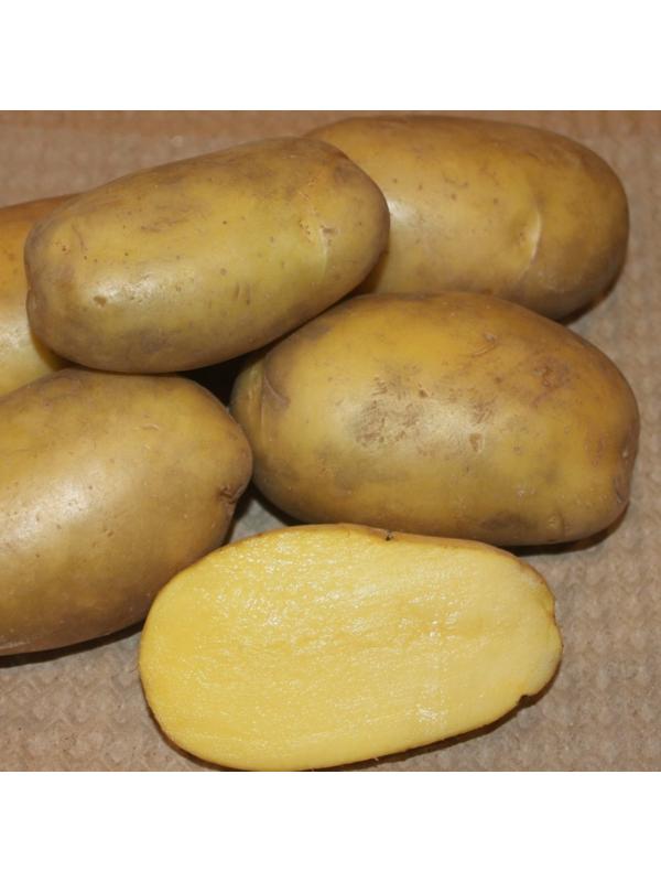 Семенной картофель 