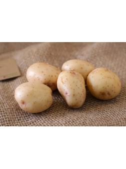 Семенной картофель 