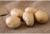Семенной картофель 