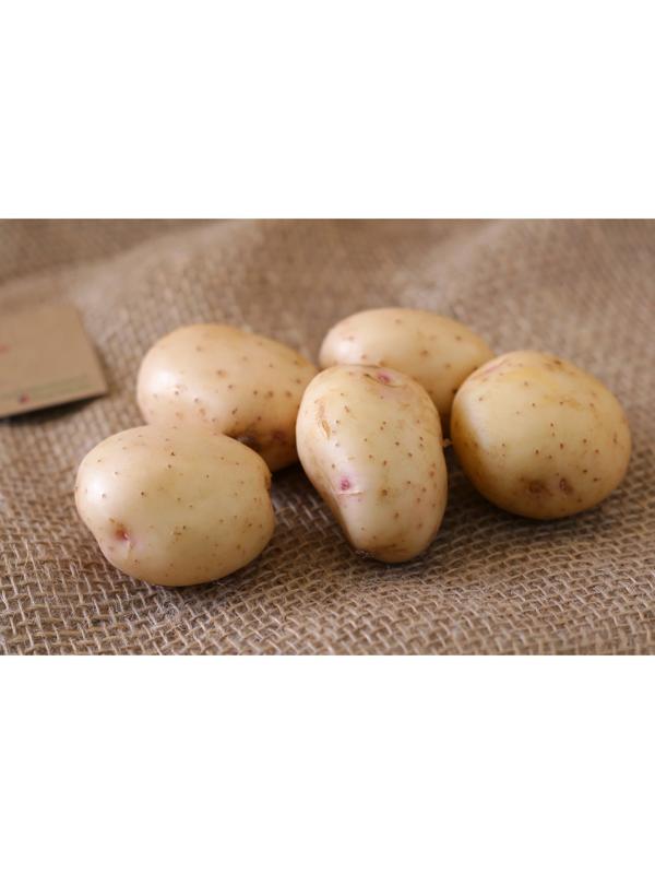 Семенной картофель 