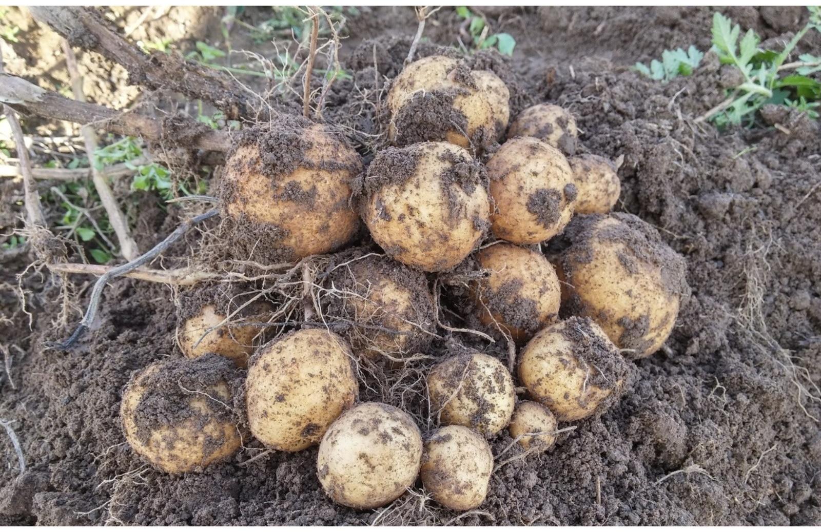 Семенной картофель 