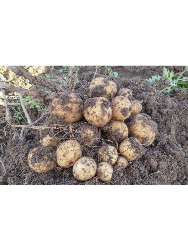 Семенной картофель 