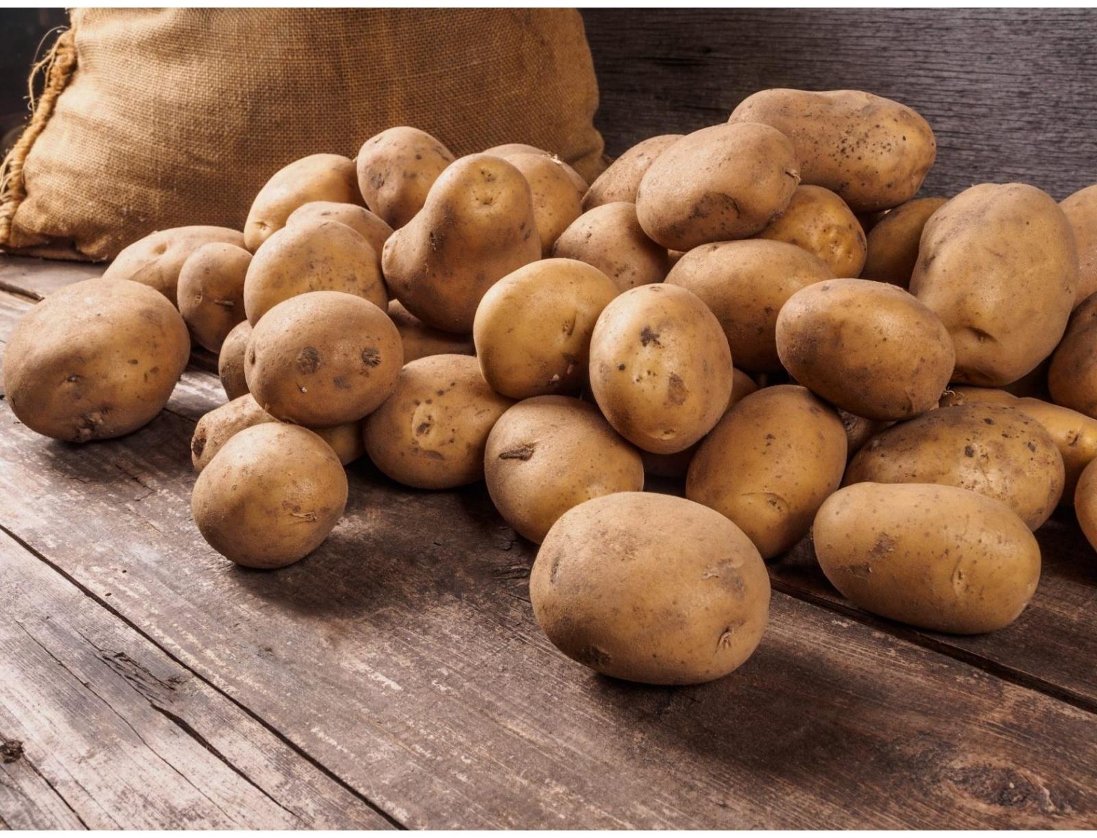 Семенной картофель 