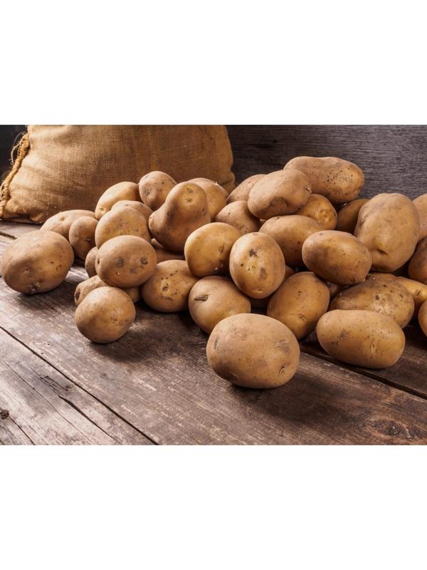 Семенной картофель 