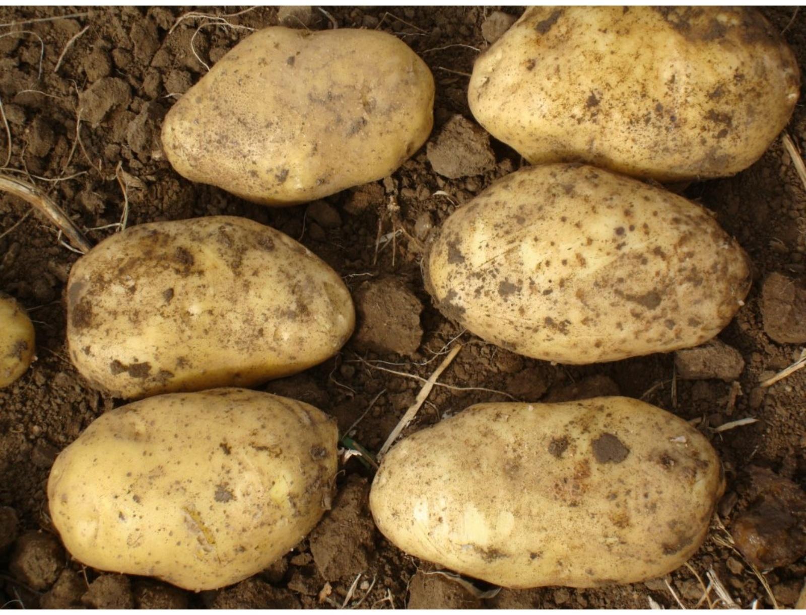 Семенной картофель 