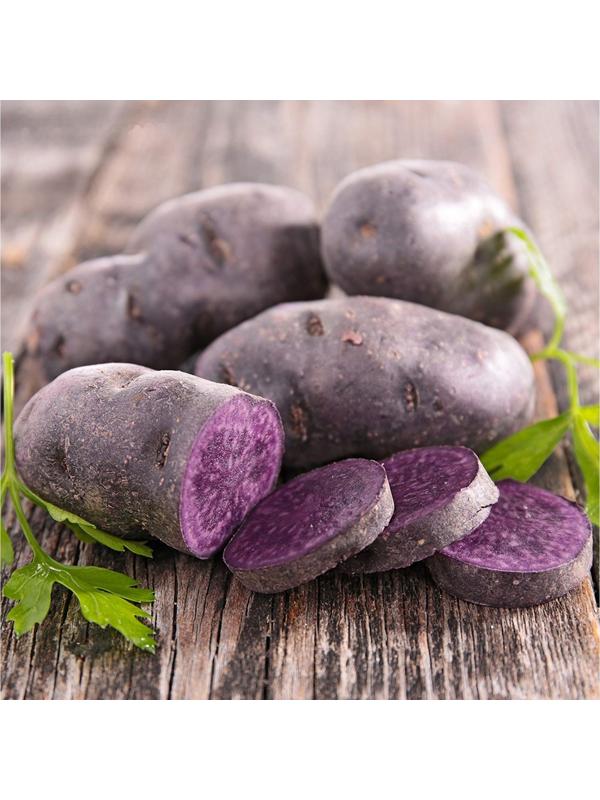 Семенной картофель 