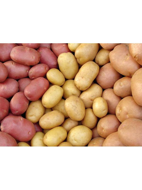 Семенной Картофель ранний красный и белый клубень 12 шт, элита