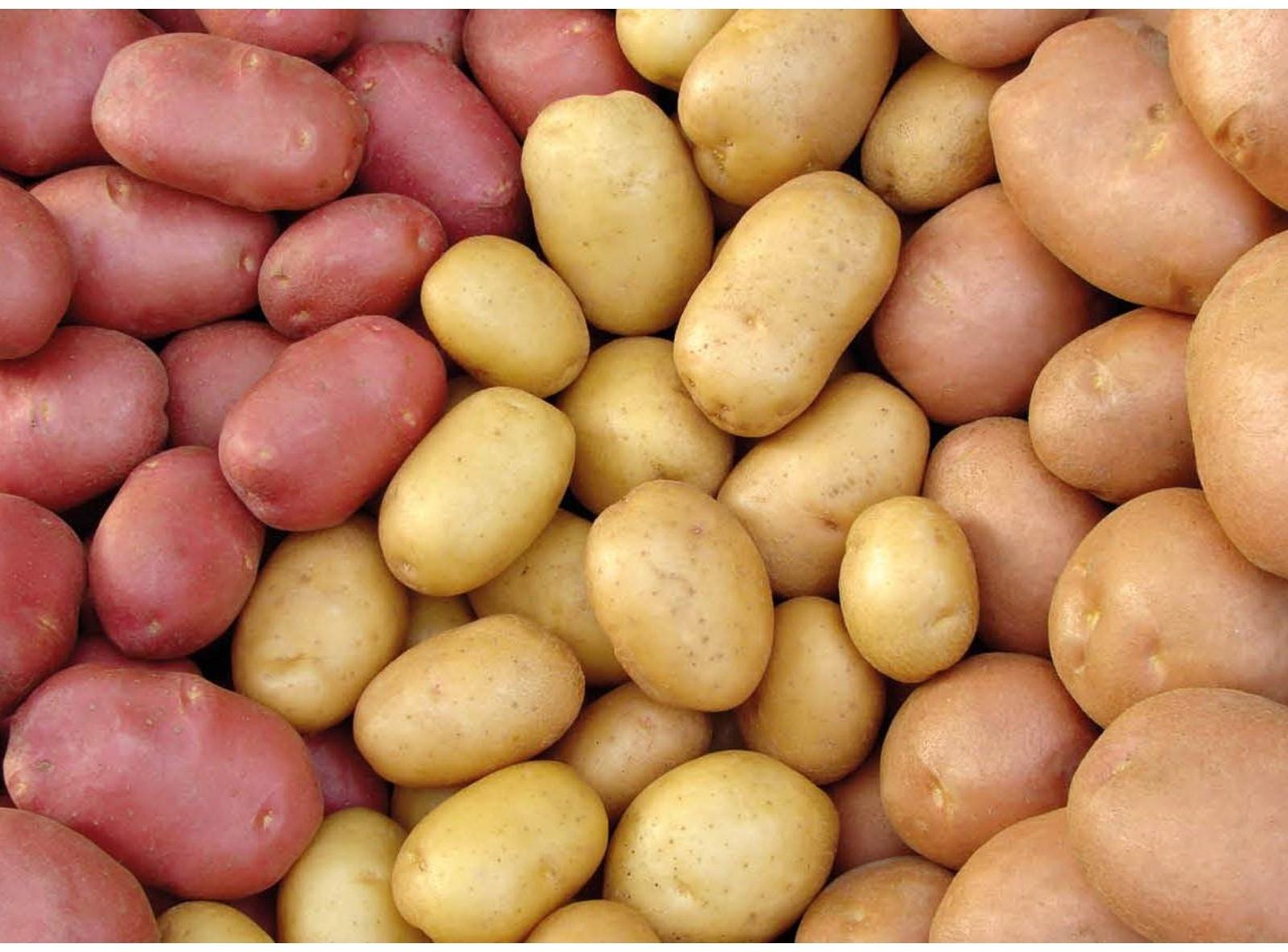 Семенной Картофель среднепозний красный и белый клубень 12 шт, Элита