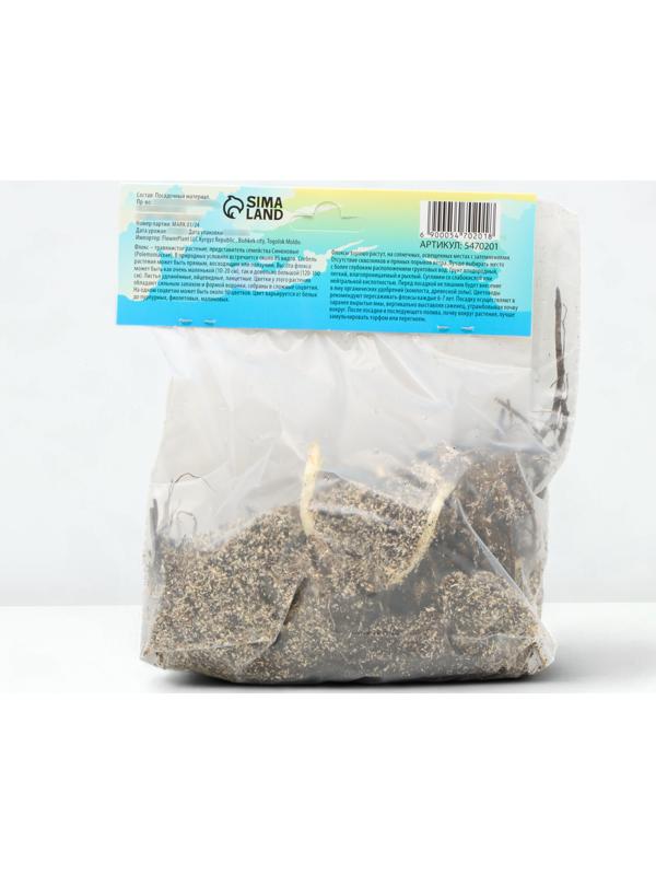 Флокс смесь сортов I, 2 шт, Весна 2024