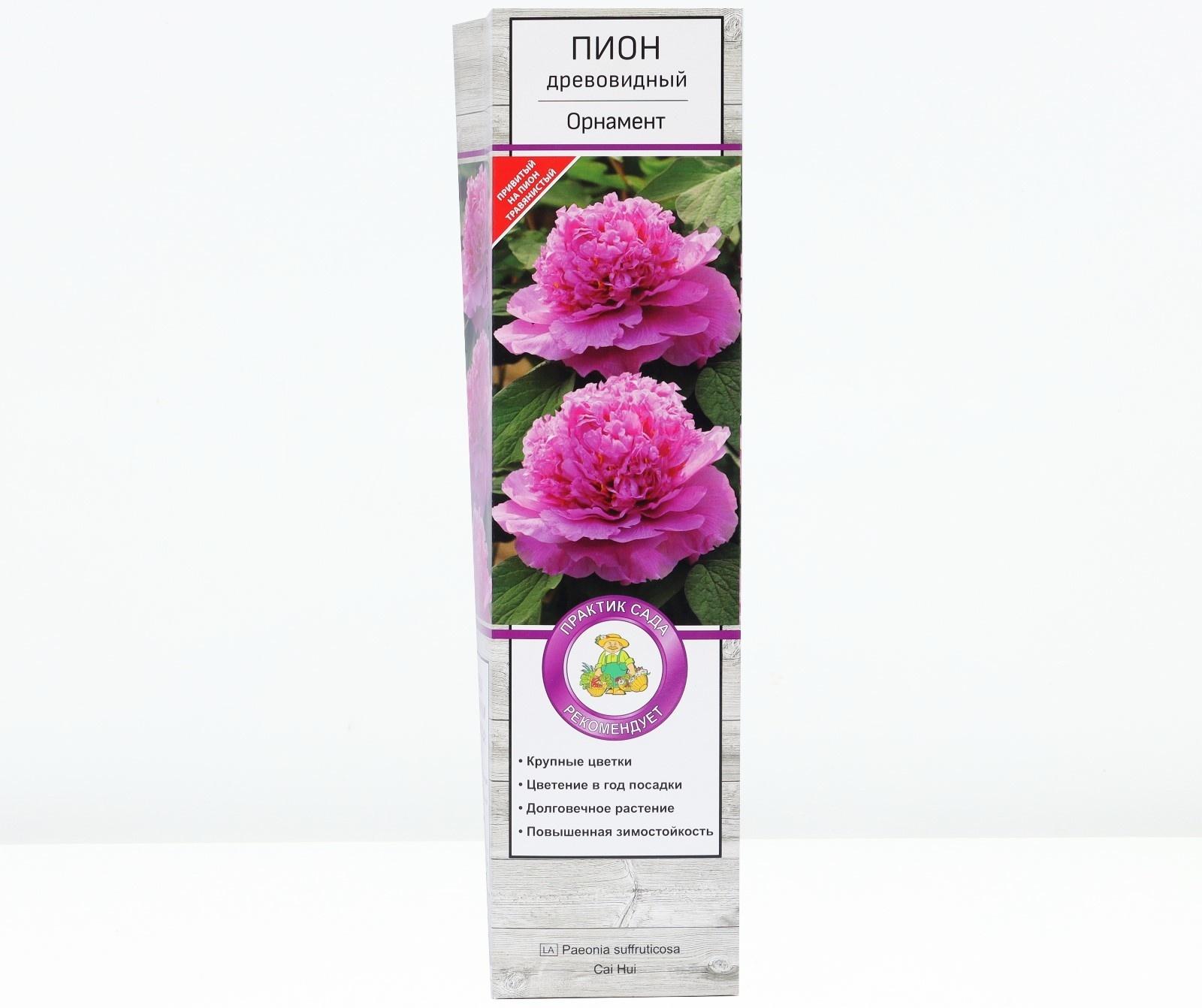 Пион древовидный  