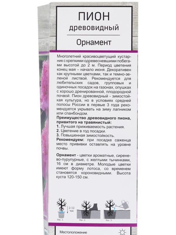 Пион древовидный  