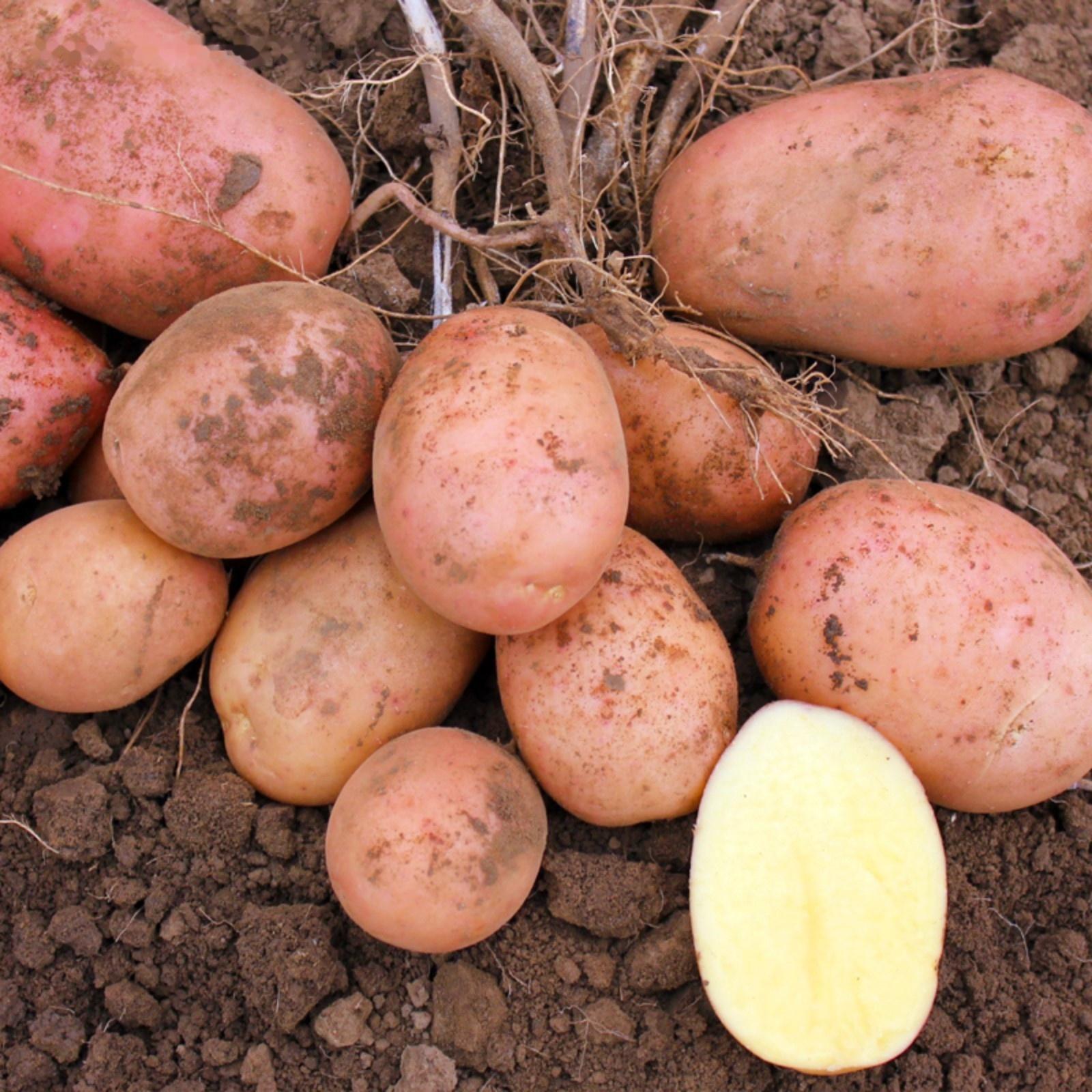 Семенной Картофель 