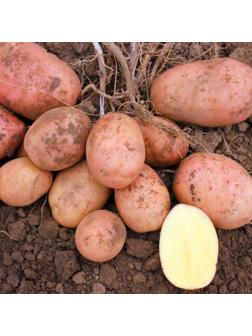 Семенной Картофель 