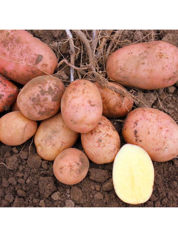 Семенной Картофель 