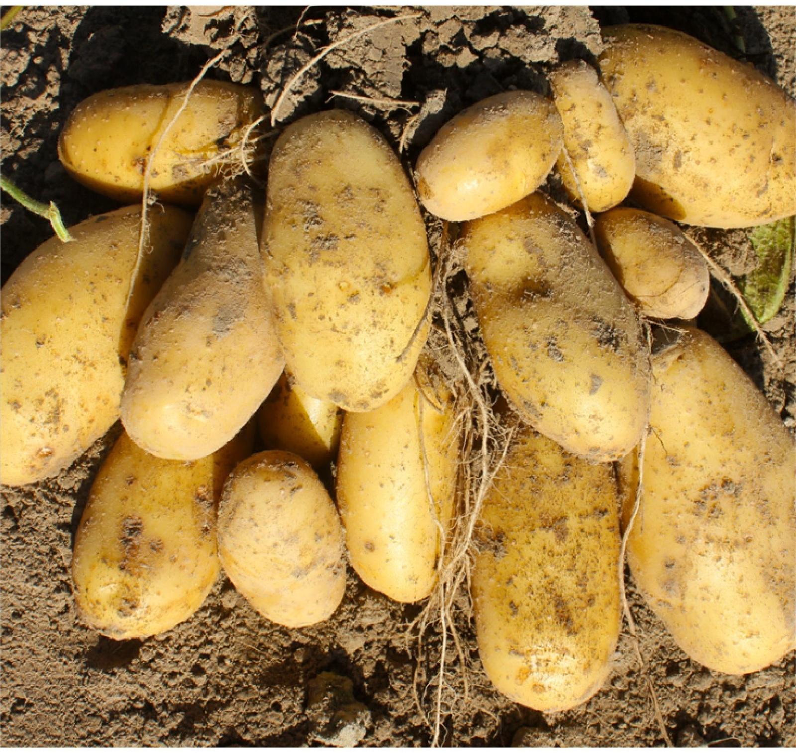 Семенной Картофель 