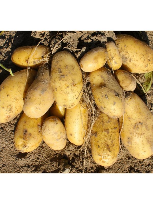 Семенной Картофель 