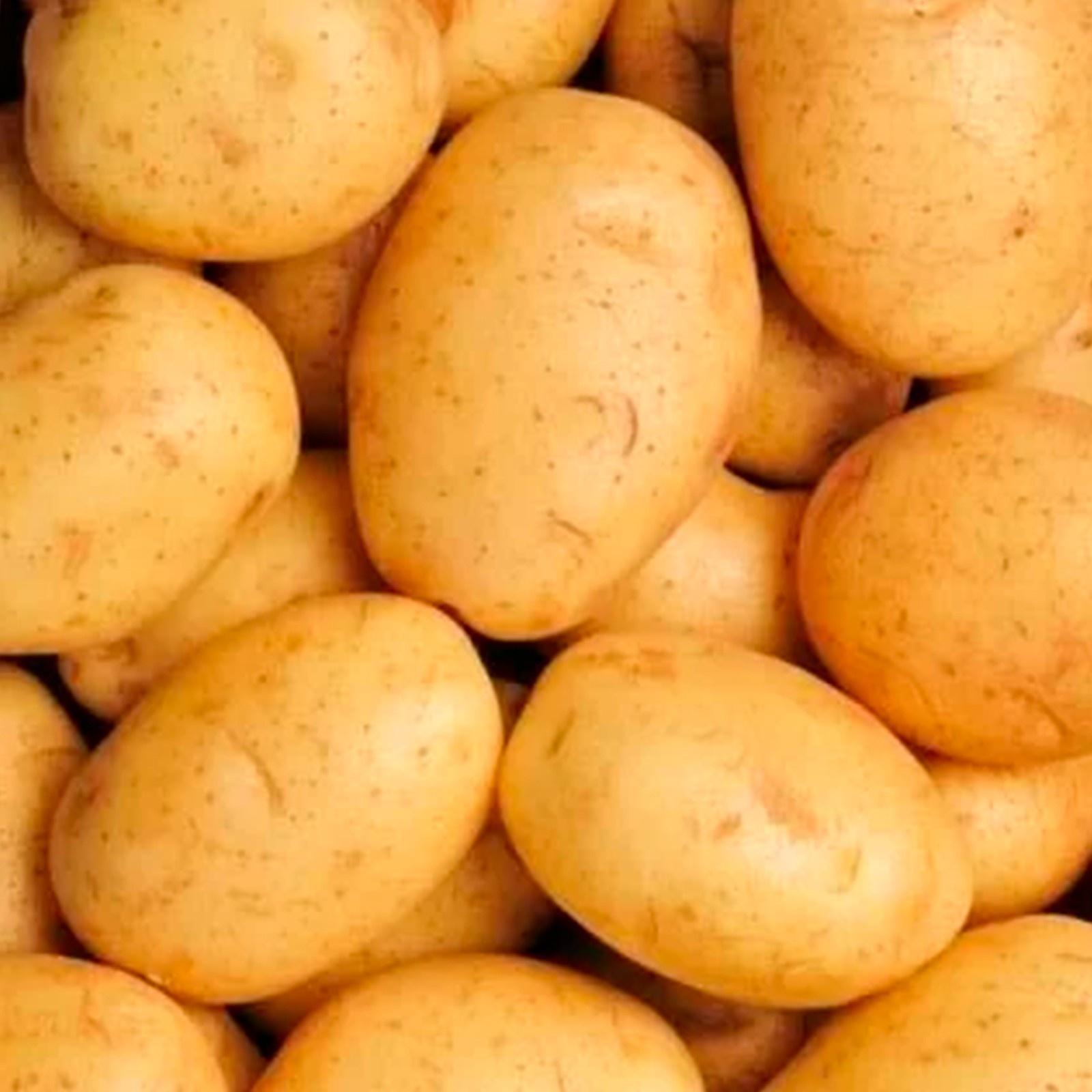 Семенной Картофель 