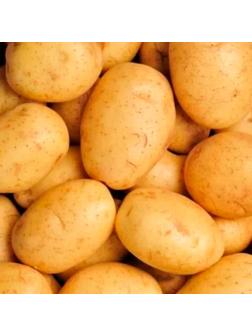 Семенной Картофель 