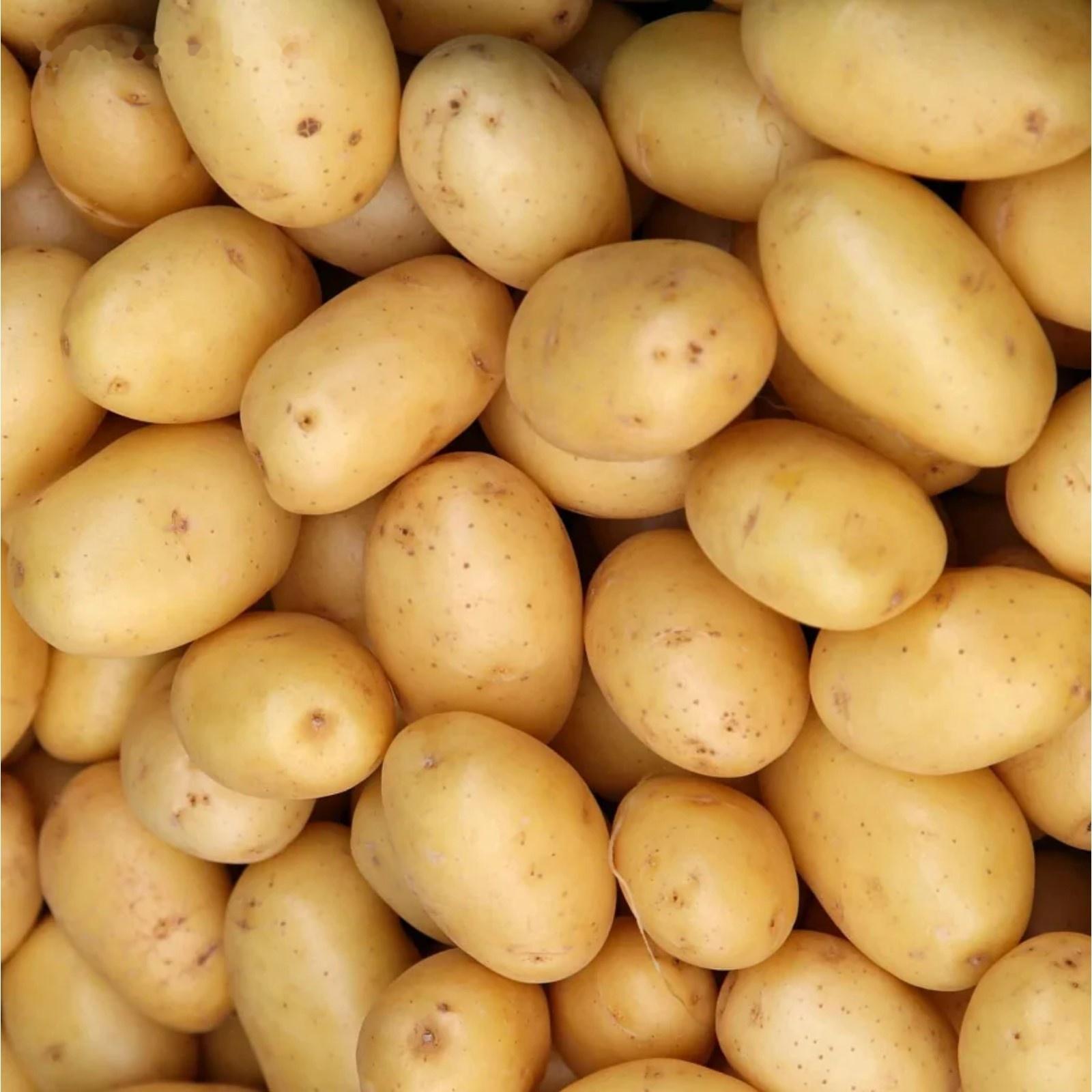 Семенной Картофель 