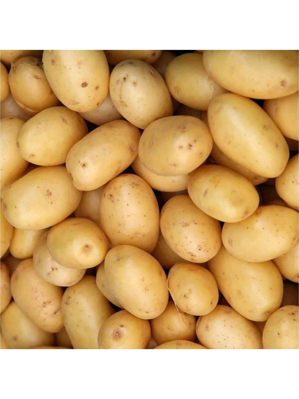 Семенной Картофель 