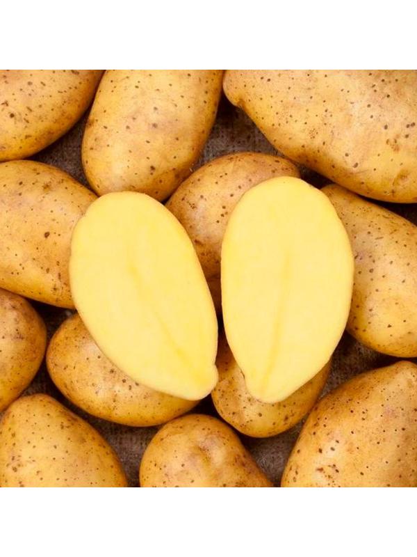 Семенной Картофель 