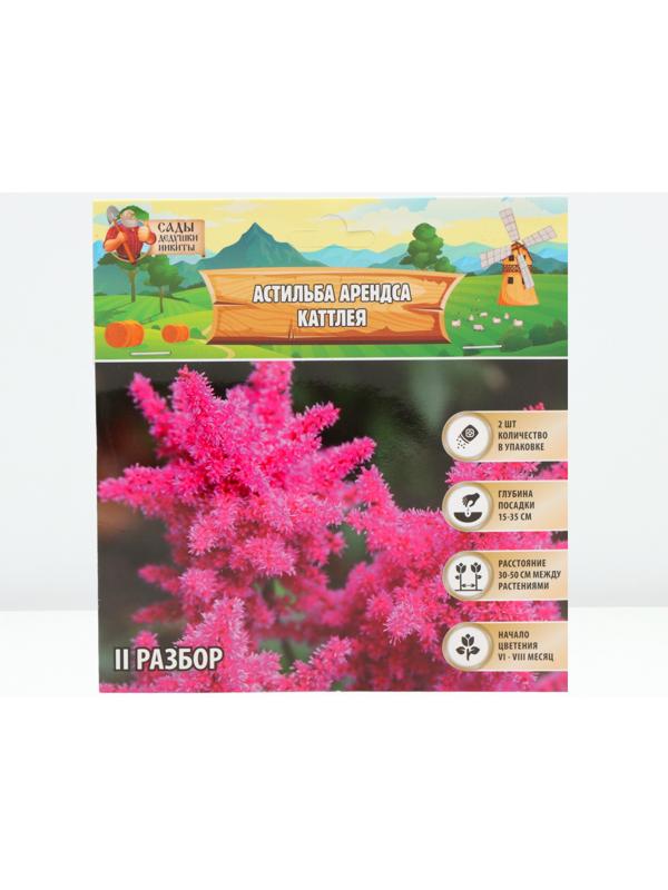 Астильба Арендса 