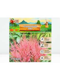 Астильба Арендса 