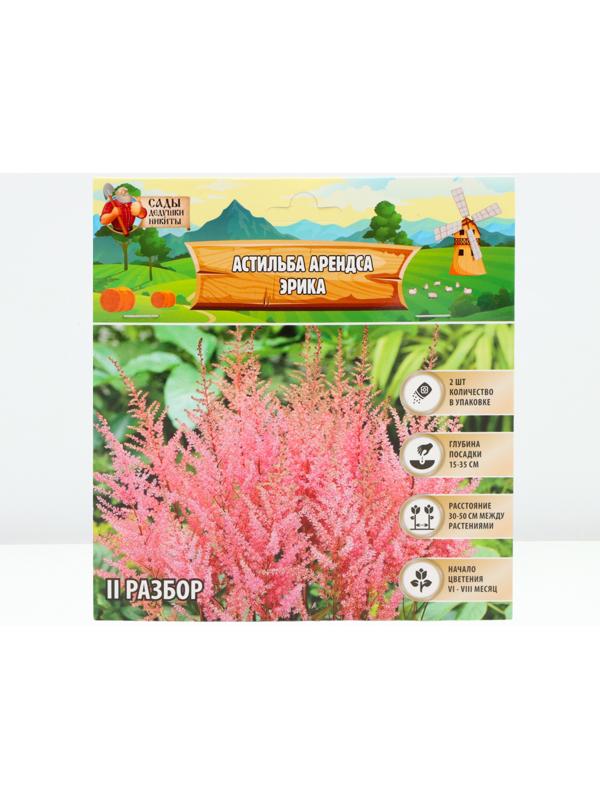 Астильба Арендса 