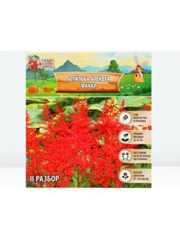 Астильба Арендса 