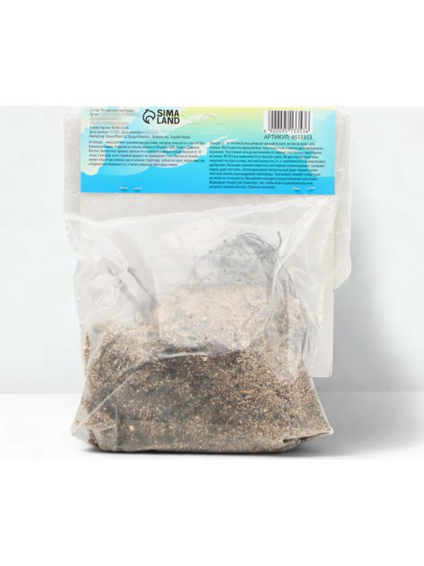 Астильба Арендса 