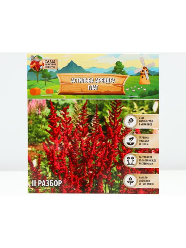 Астильба Арендса 