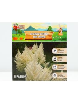 Астильба Арендса 