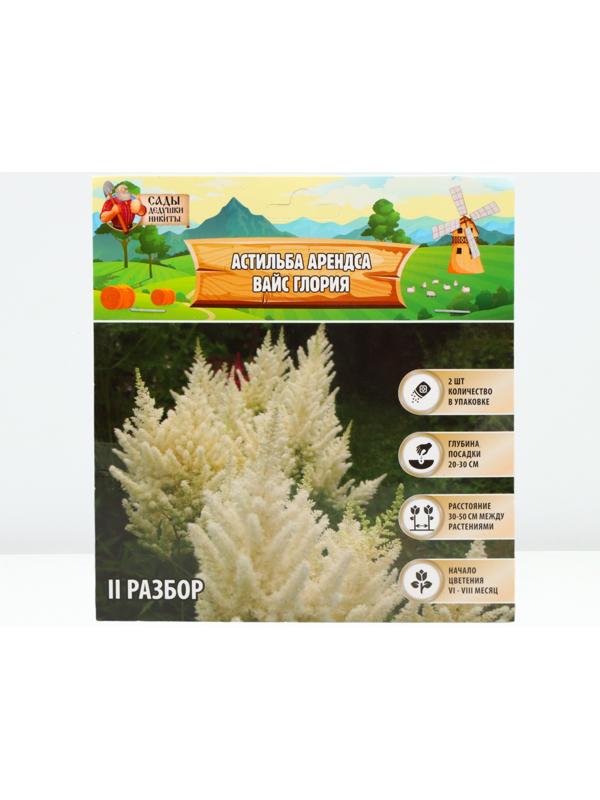 Астильба Арендса 