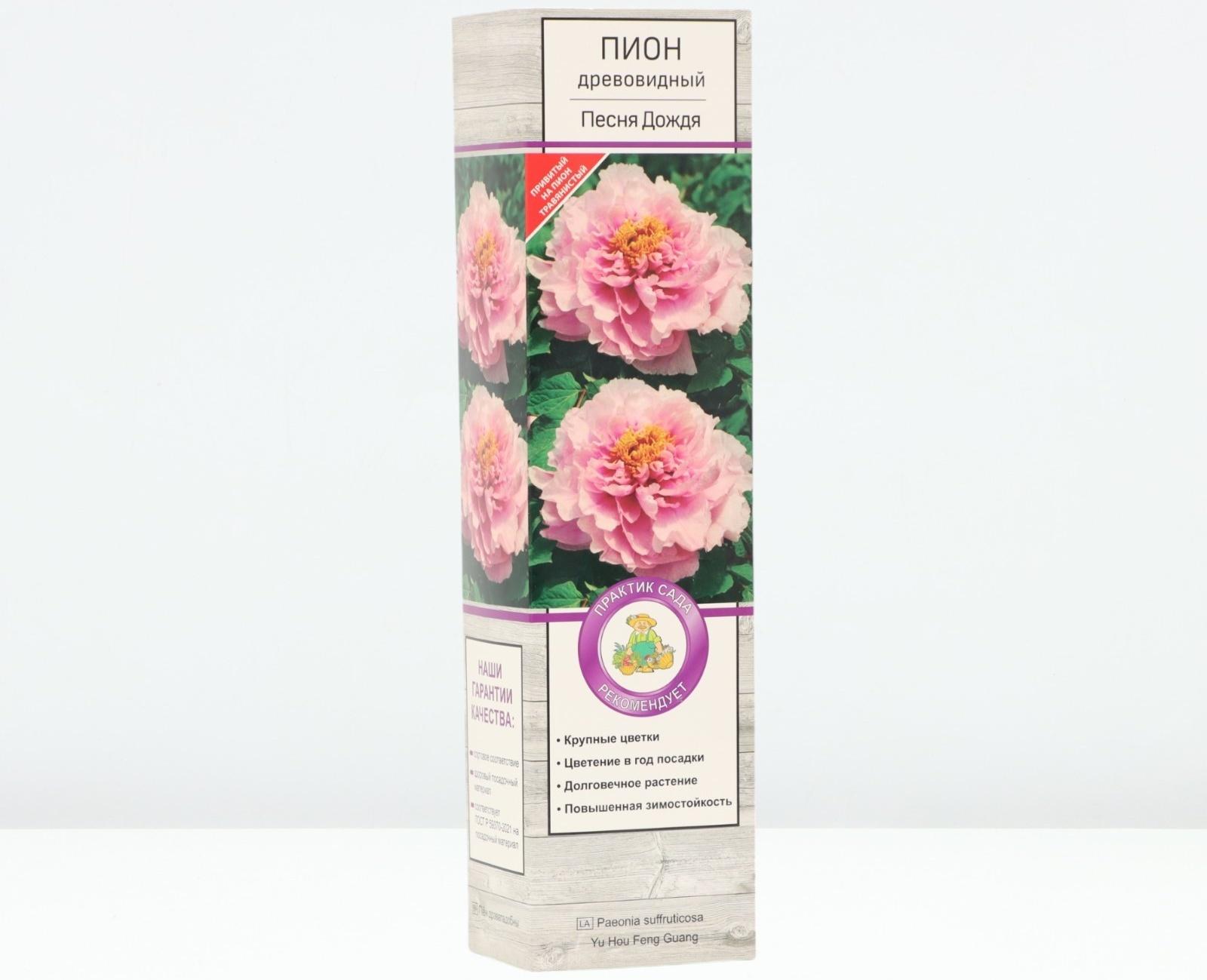 Пион древовидный (привитый на травянистый) 