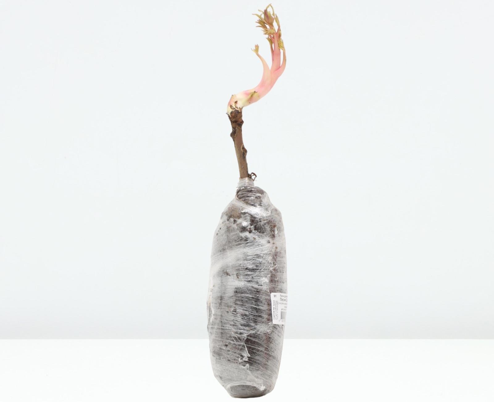 Пион древовидный (привитый на травянистый) 