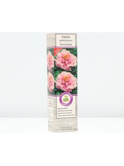 Пион древовидный (привитый на травянистый) 