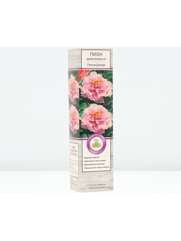 Пион древовидный (привитый на травянистый) 