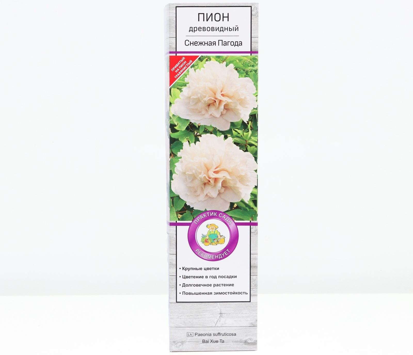 Пион древовидный  