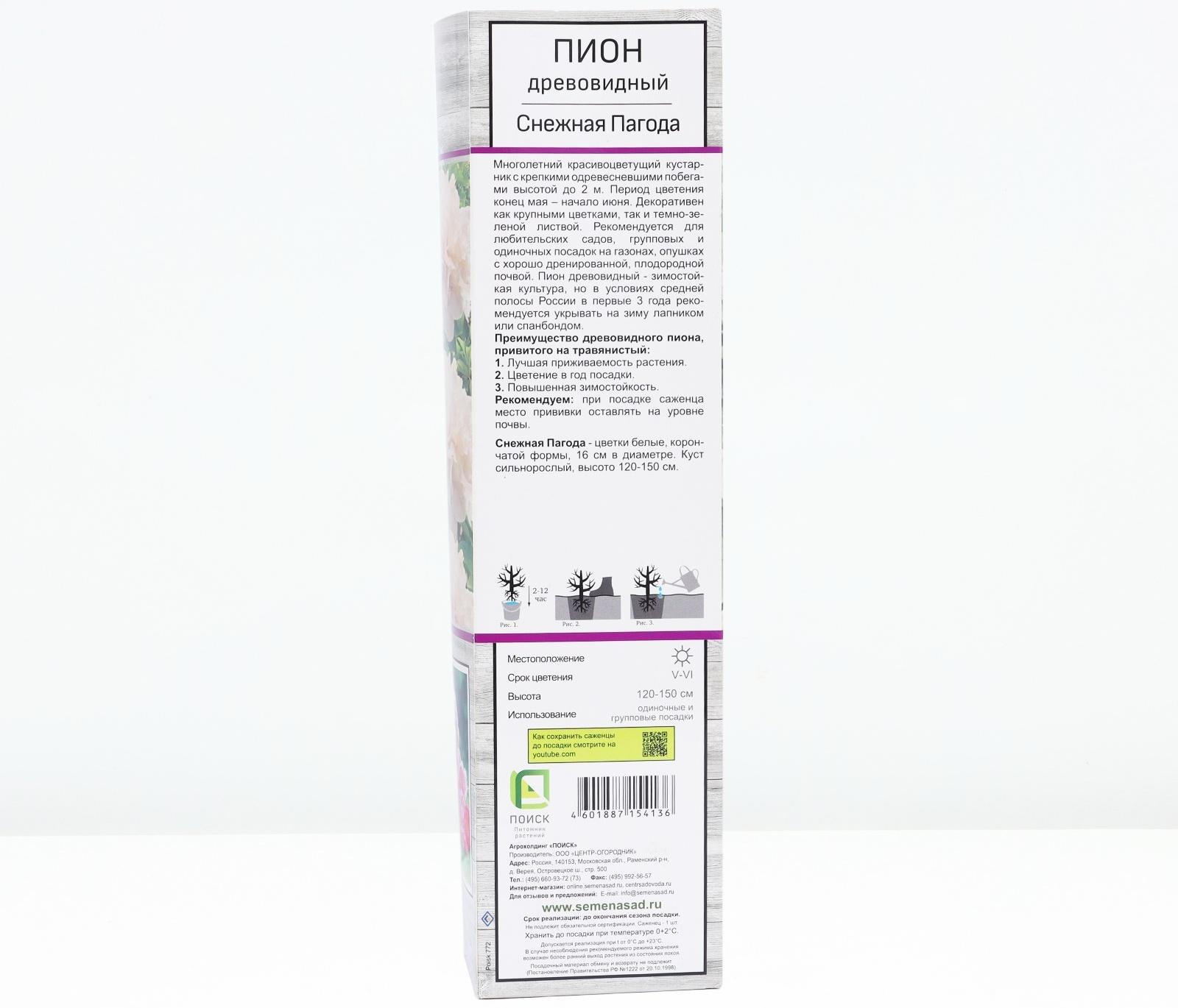 Пион древовидный  