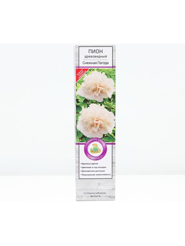 Пион древовидный  